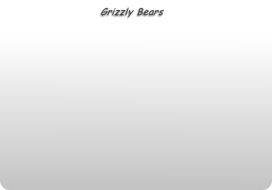 Grizzly Bears